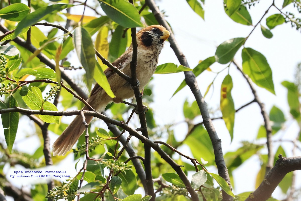 Spot-breasted Parrotbill - ML639864602
