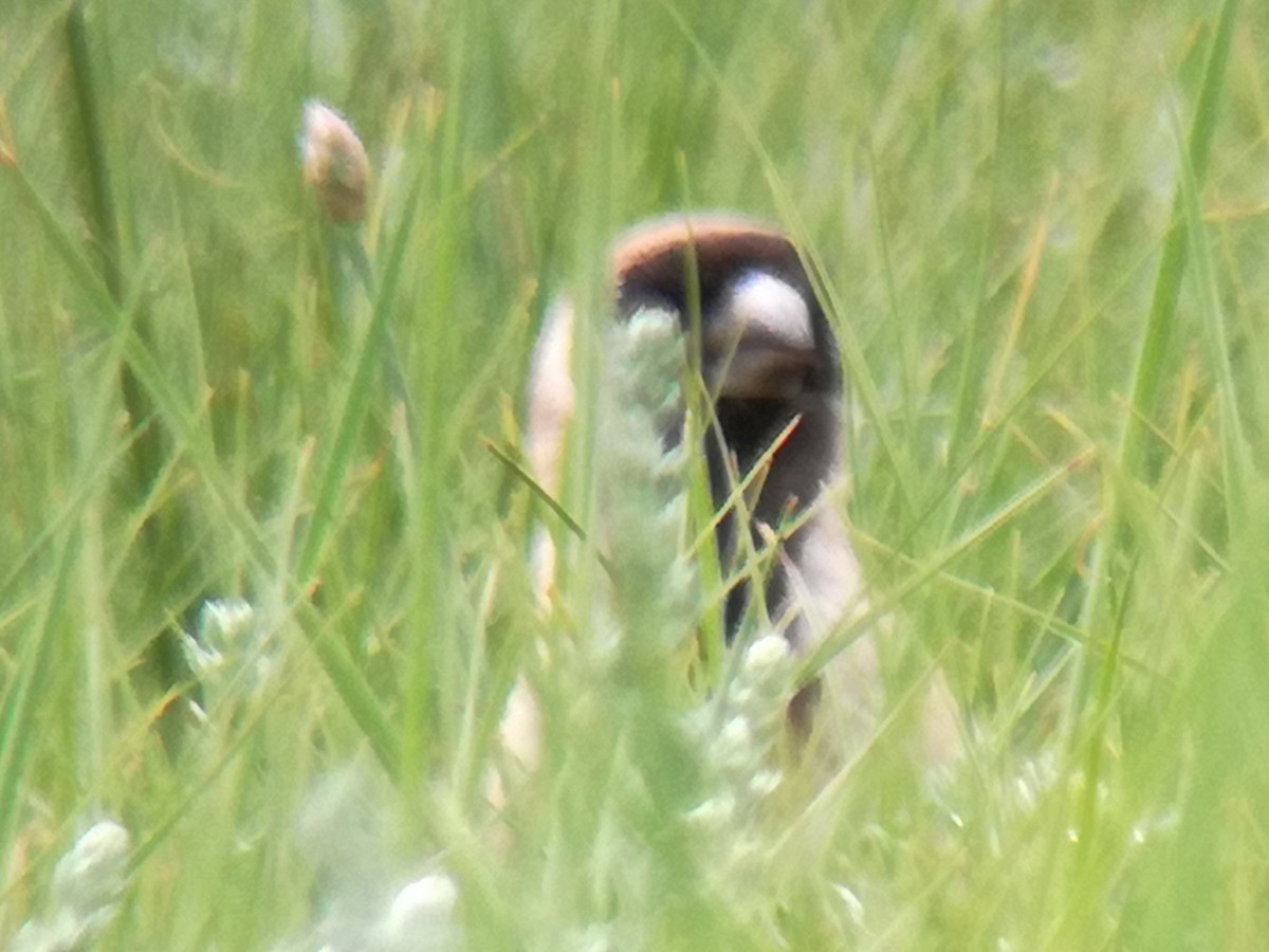 Pere David's Snowfinch - ML639864609