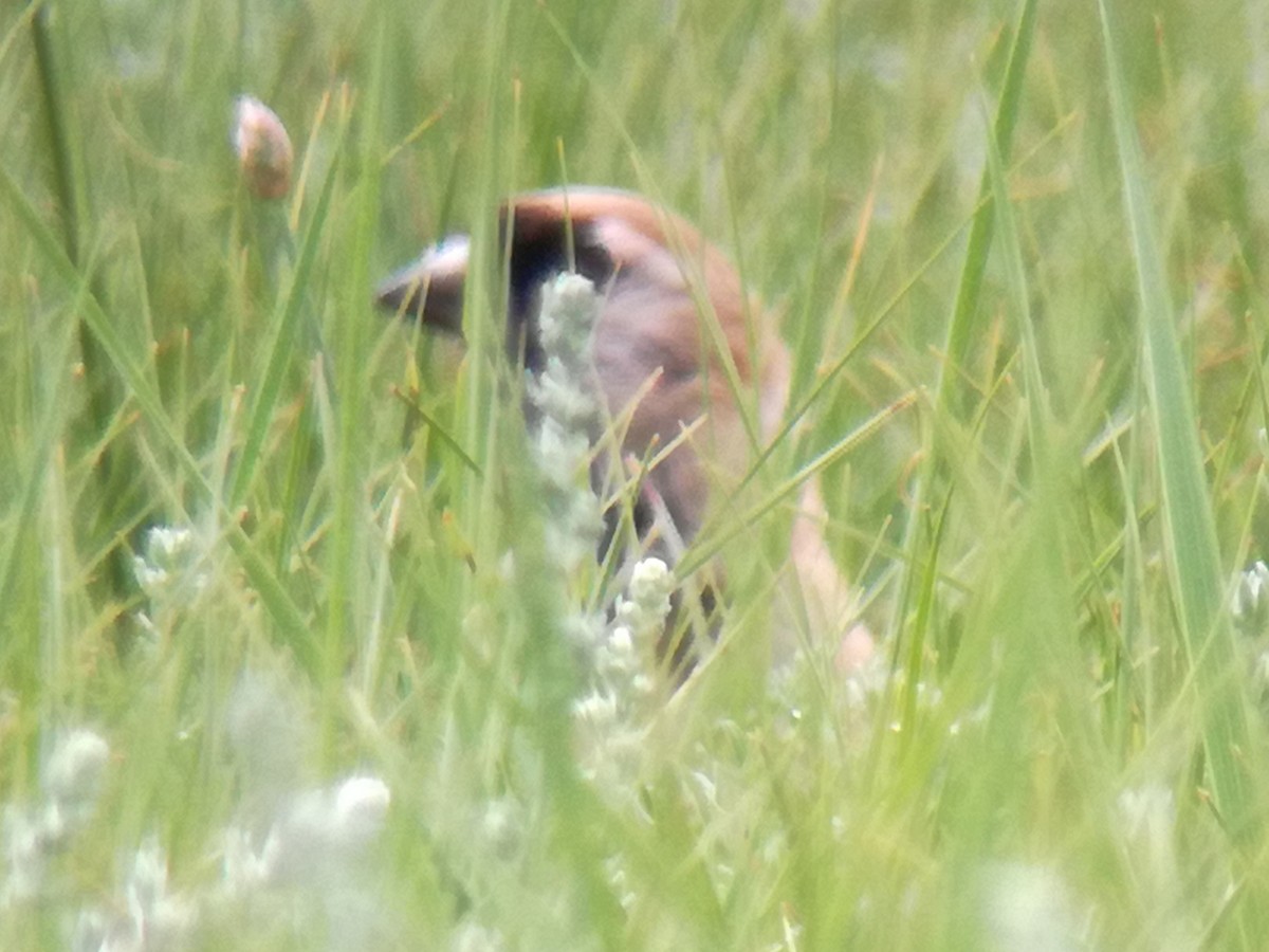 Pere David's Snowfinch - ML639864616