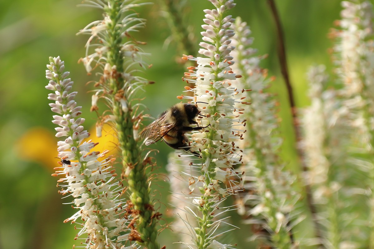 Rusty Patched Bumblebee - ML639864683