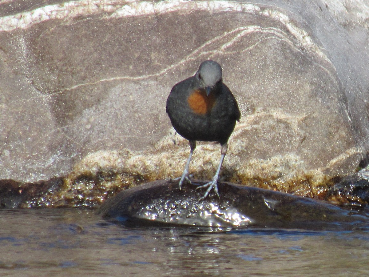 ノドアカカワガラス - ML639864686