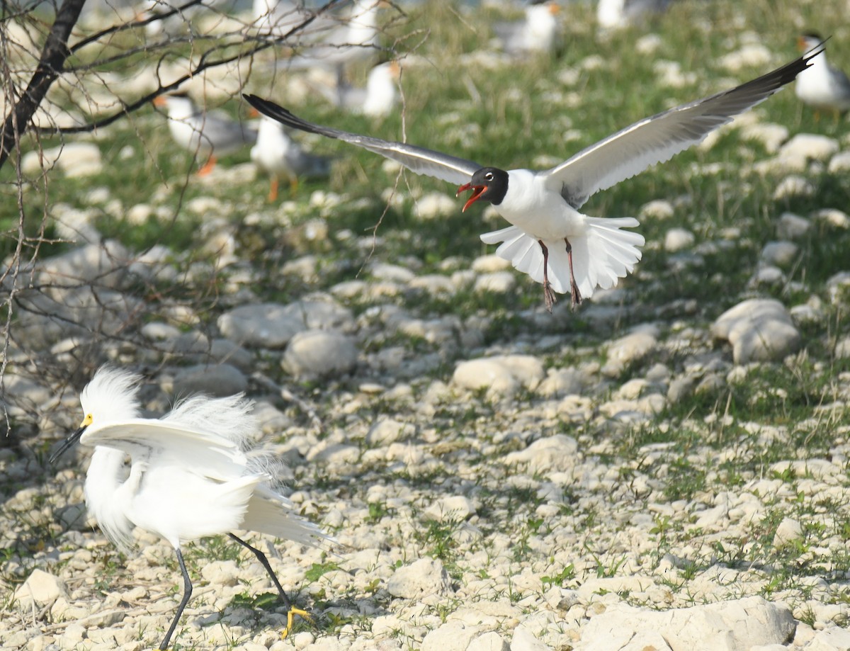 Gülen Martı - ML639864699