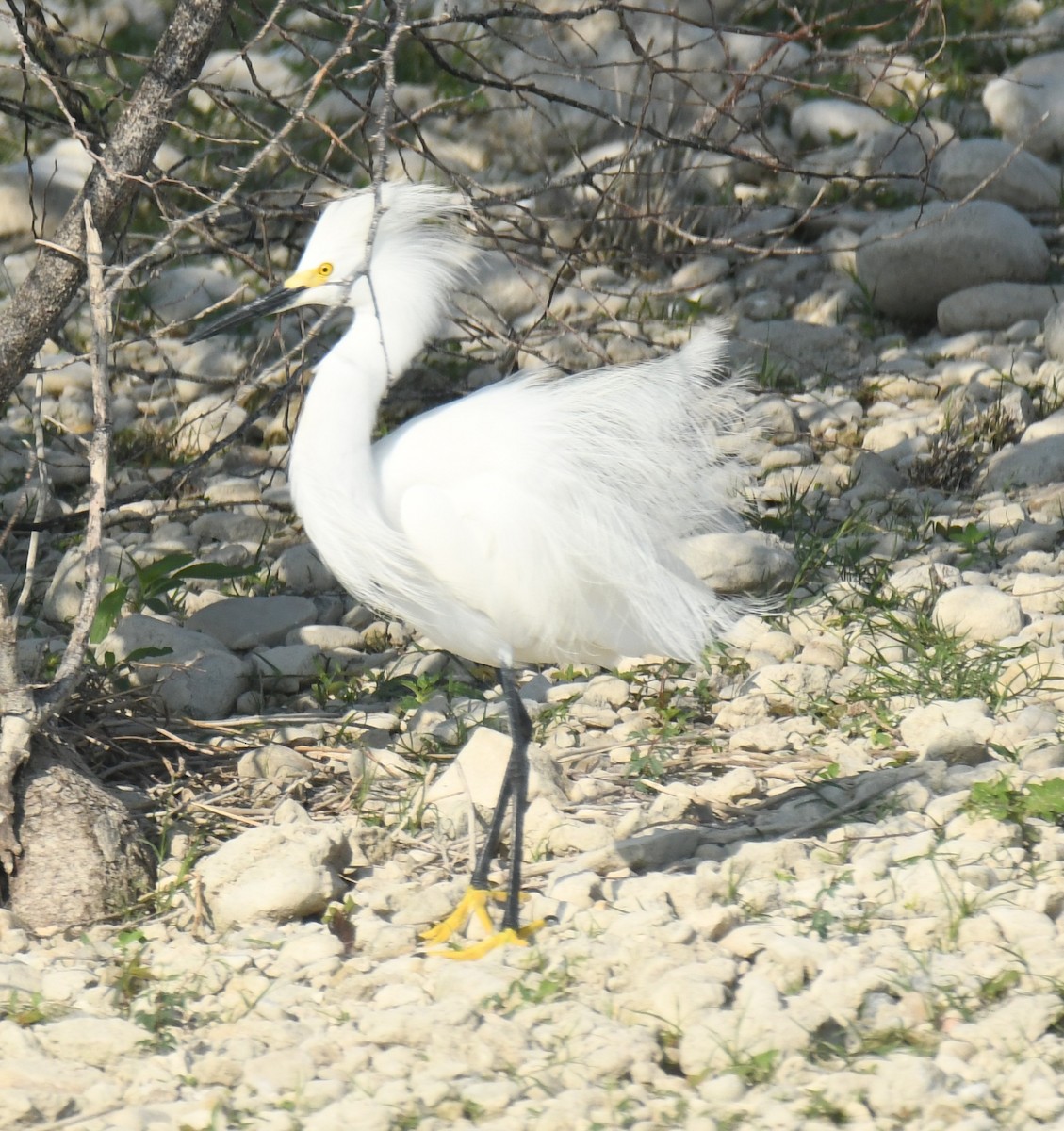 Karbeyaz Balıkçıl - ML639864702