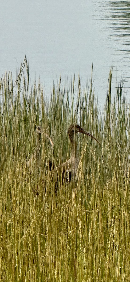 White Ibis - ML639864706