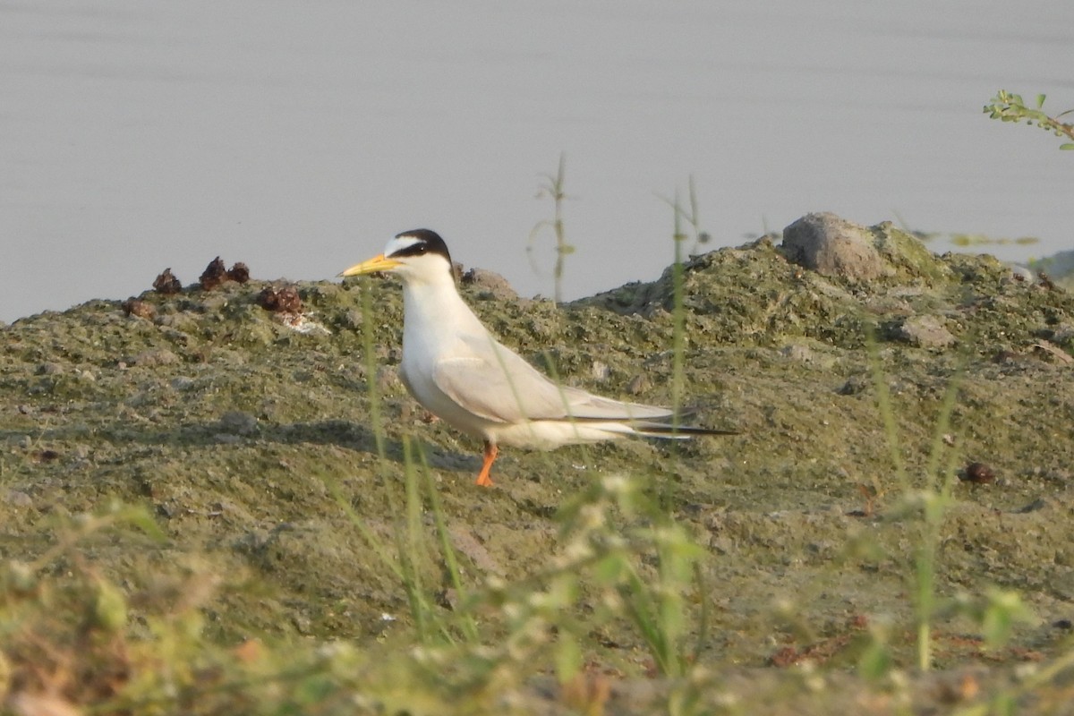 Little Tern - ML639864731