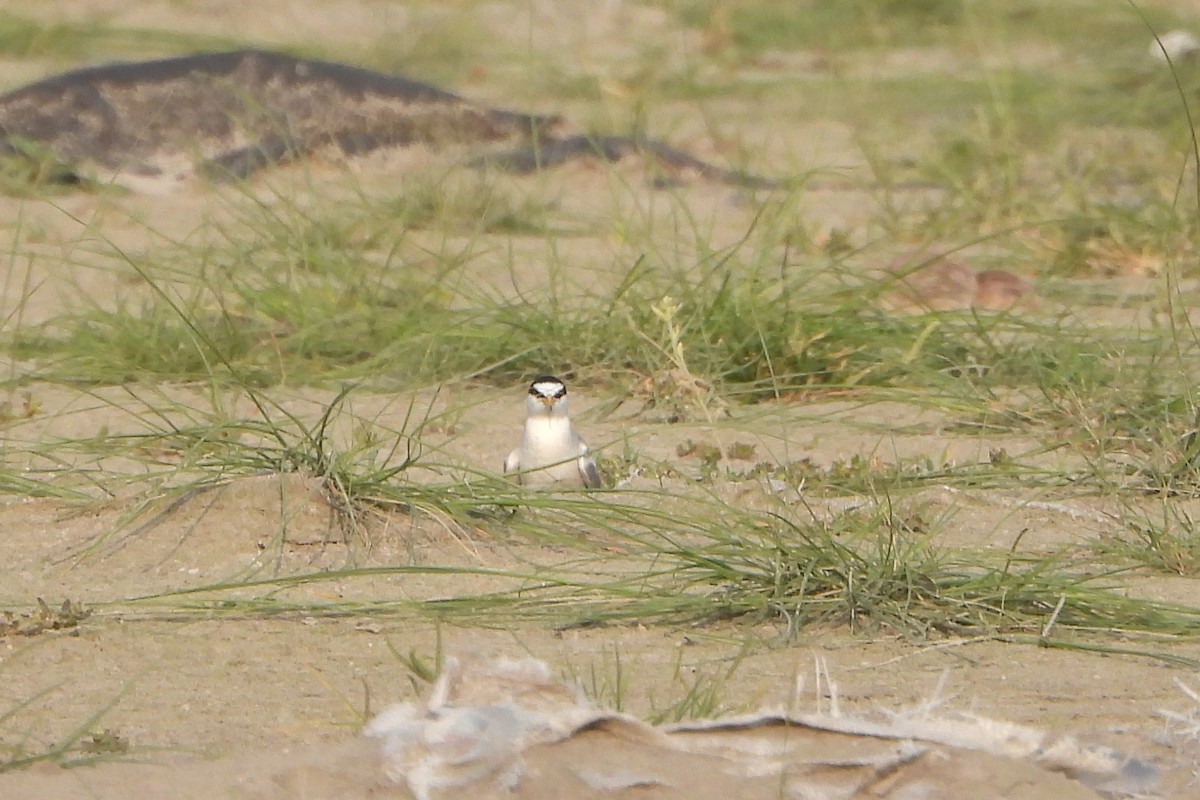 Little Tern - ML639864732