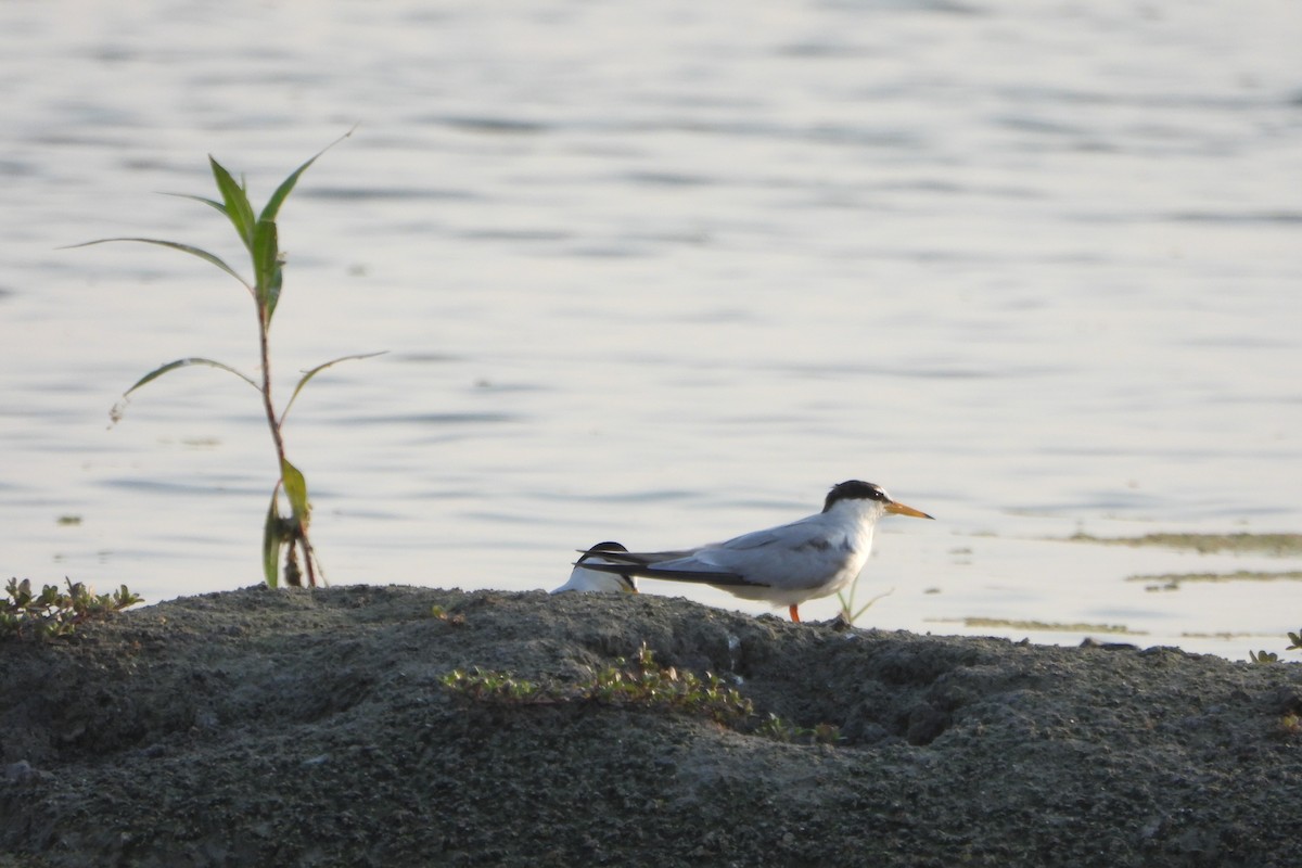 Little Tern - ML639864734
