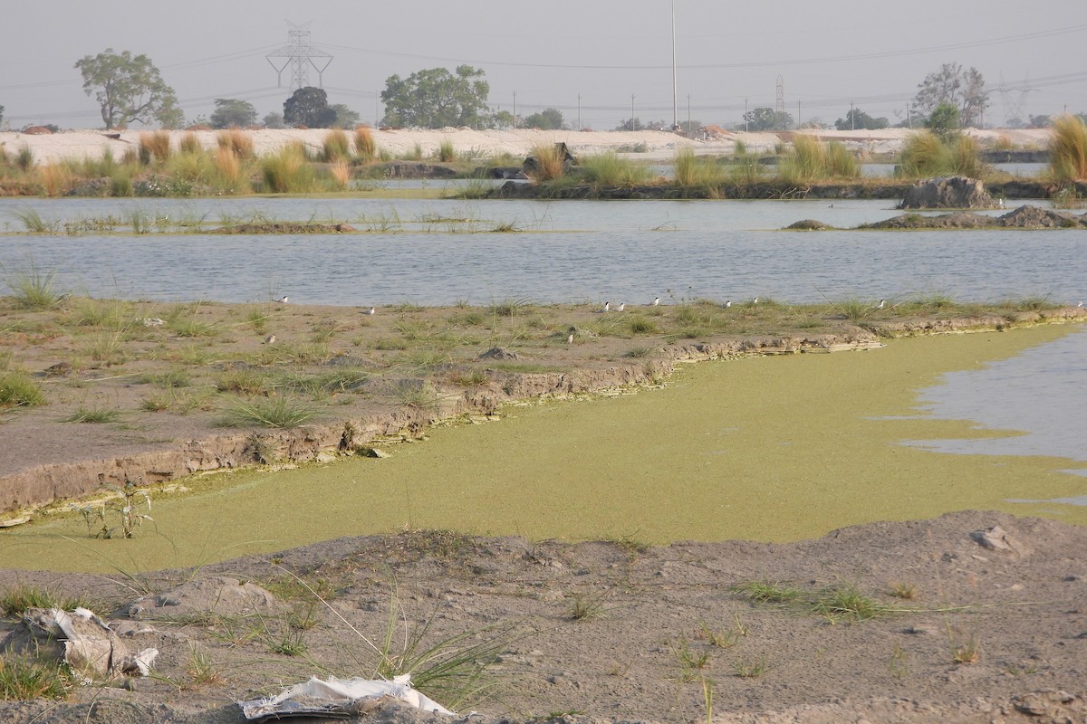 Little Tern - ML639864735