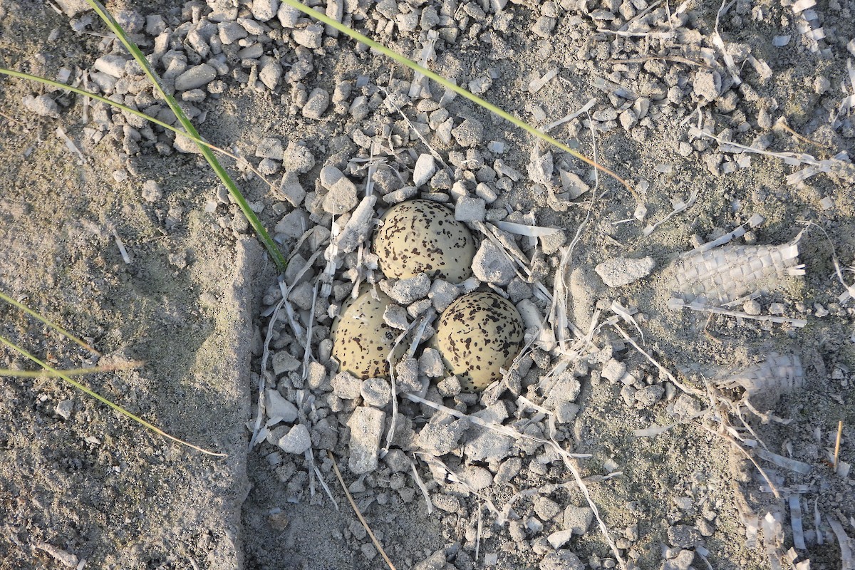 Little Tern - ML639864736