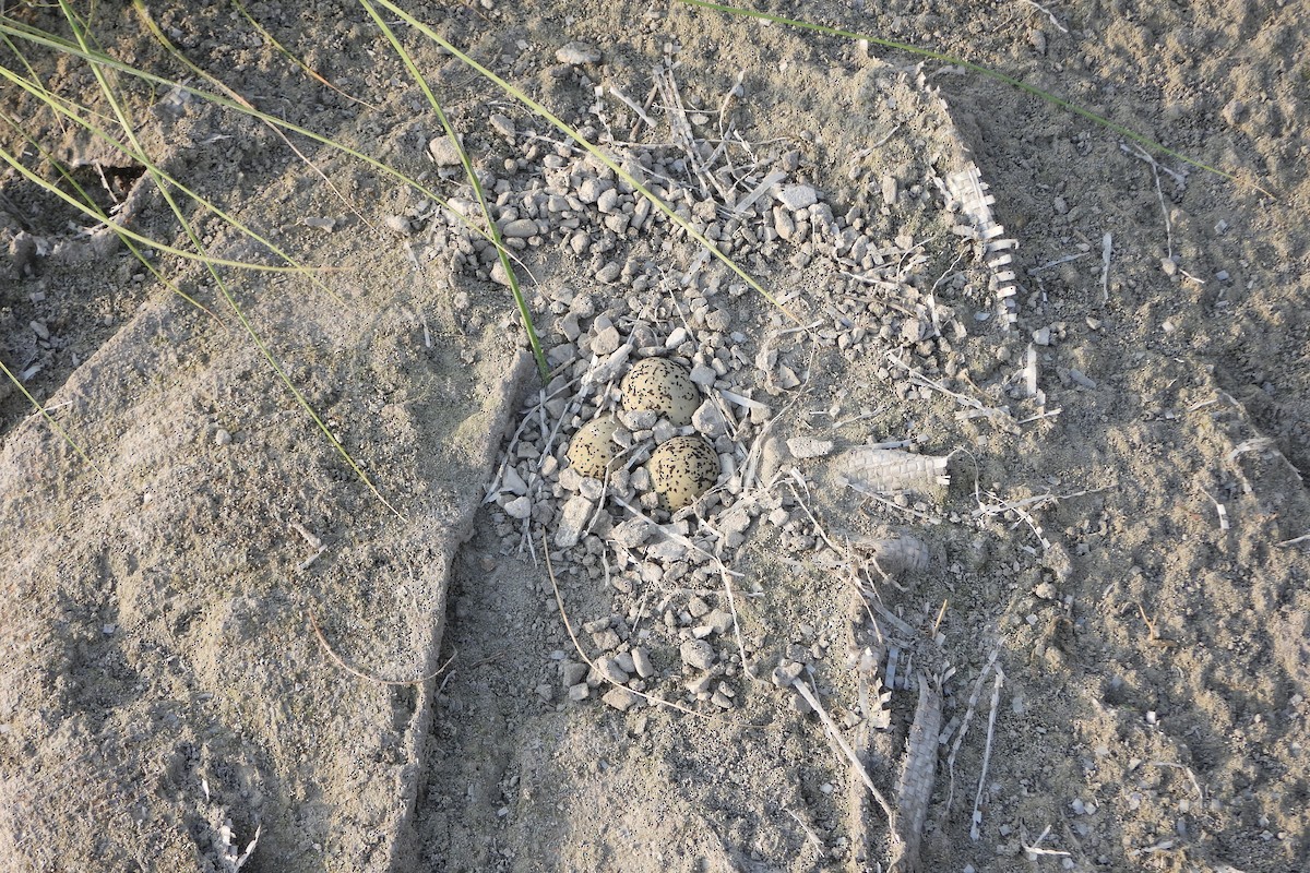 Little Tern - ML639864737