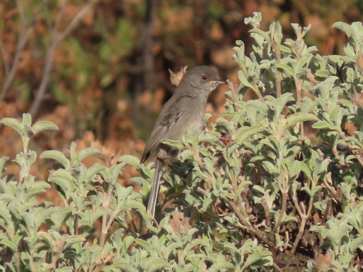 Marmora's Warbler - ML639864768