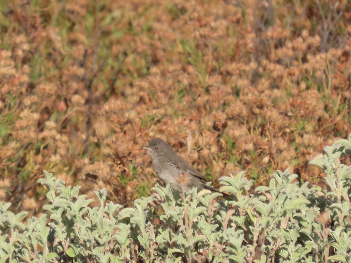 Marmora's Warbler - ML639864769