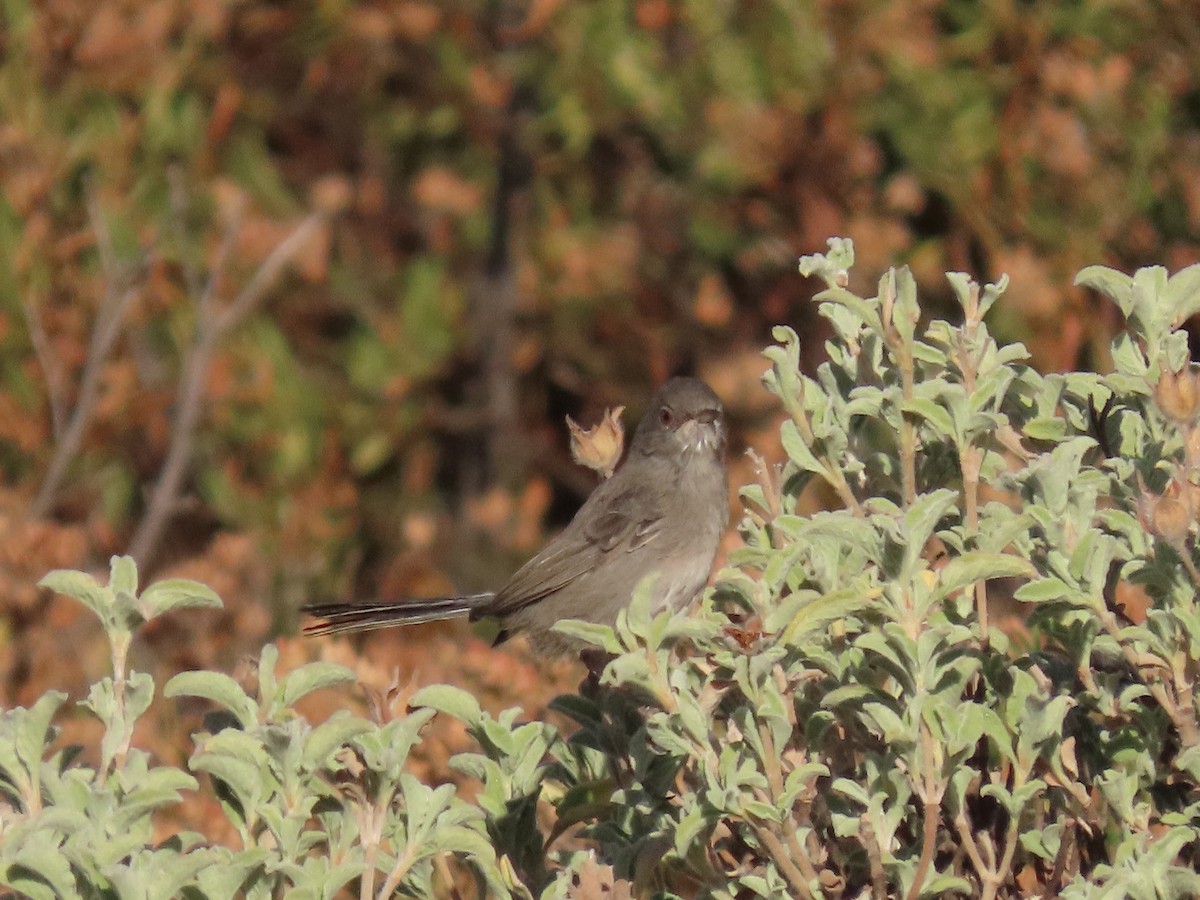 Marmora's Warbler - ML639864770