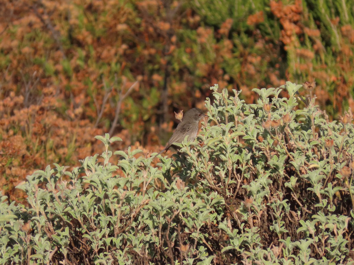 Marmora's Warbler - ML639864771
