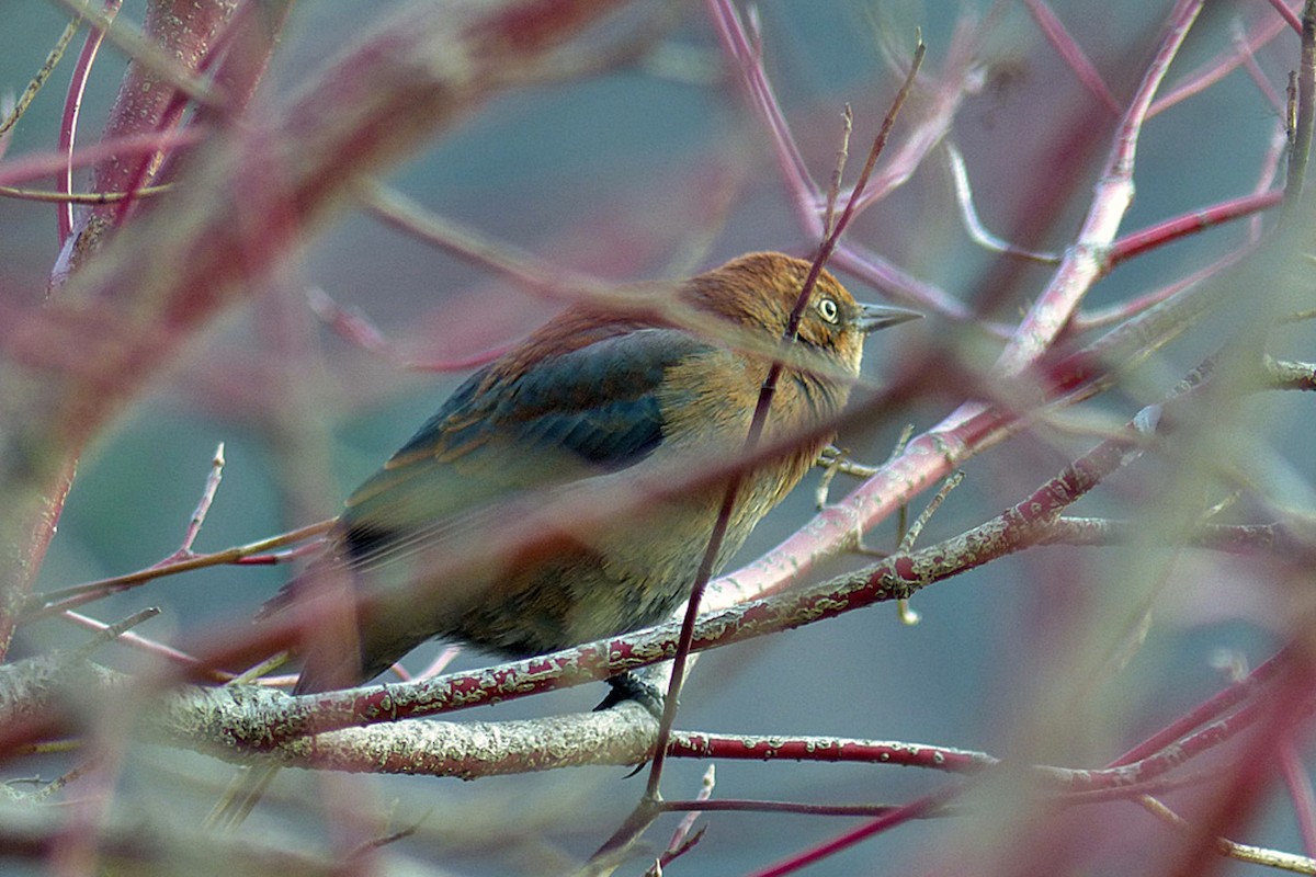 Rusty Blackbird - ML639864780