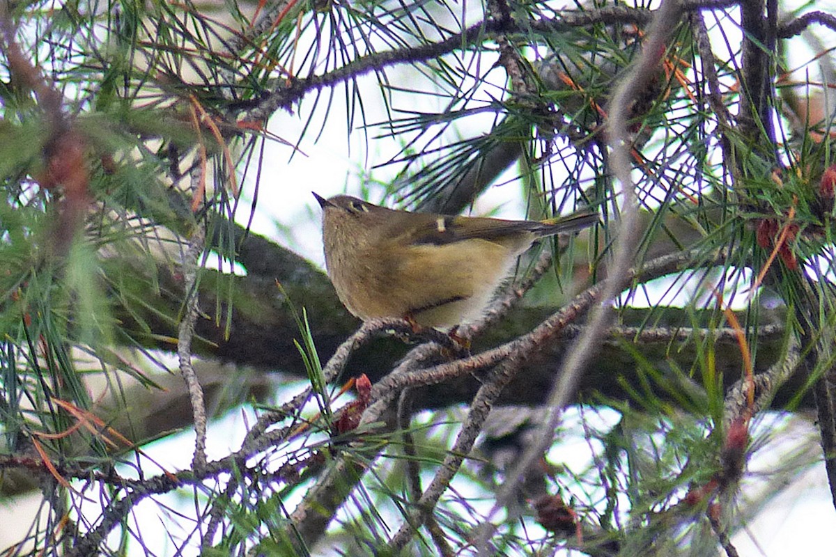 Ruby-crowned Kinglet - ML639864825