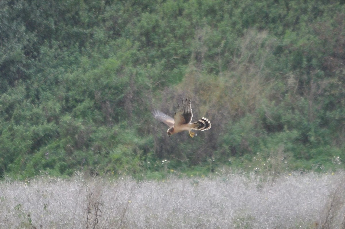 Pallid Harrier - ML639864925