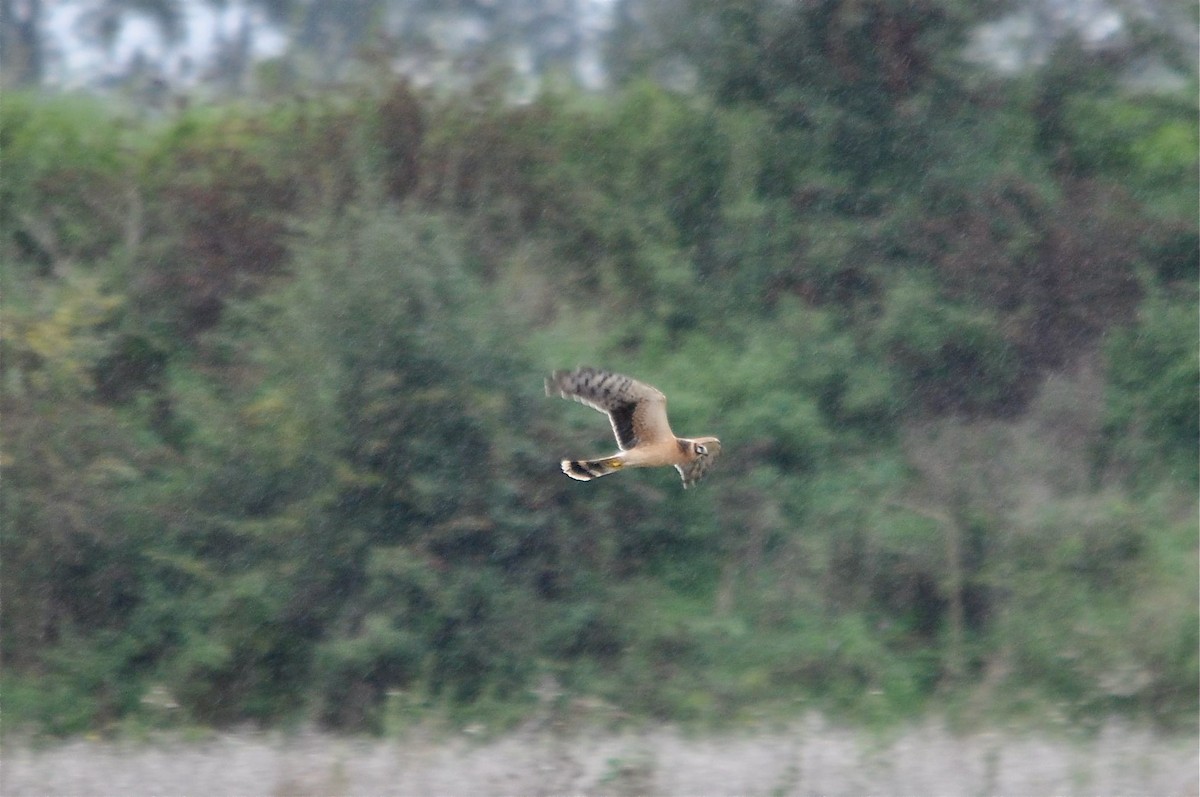 Pallid Harrier - ML639864926