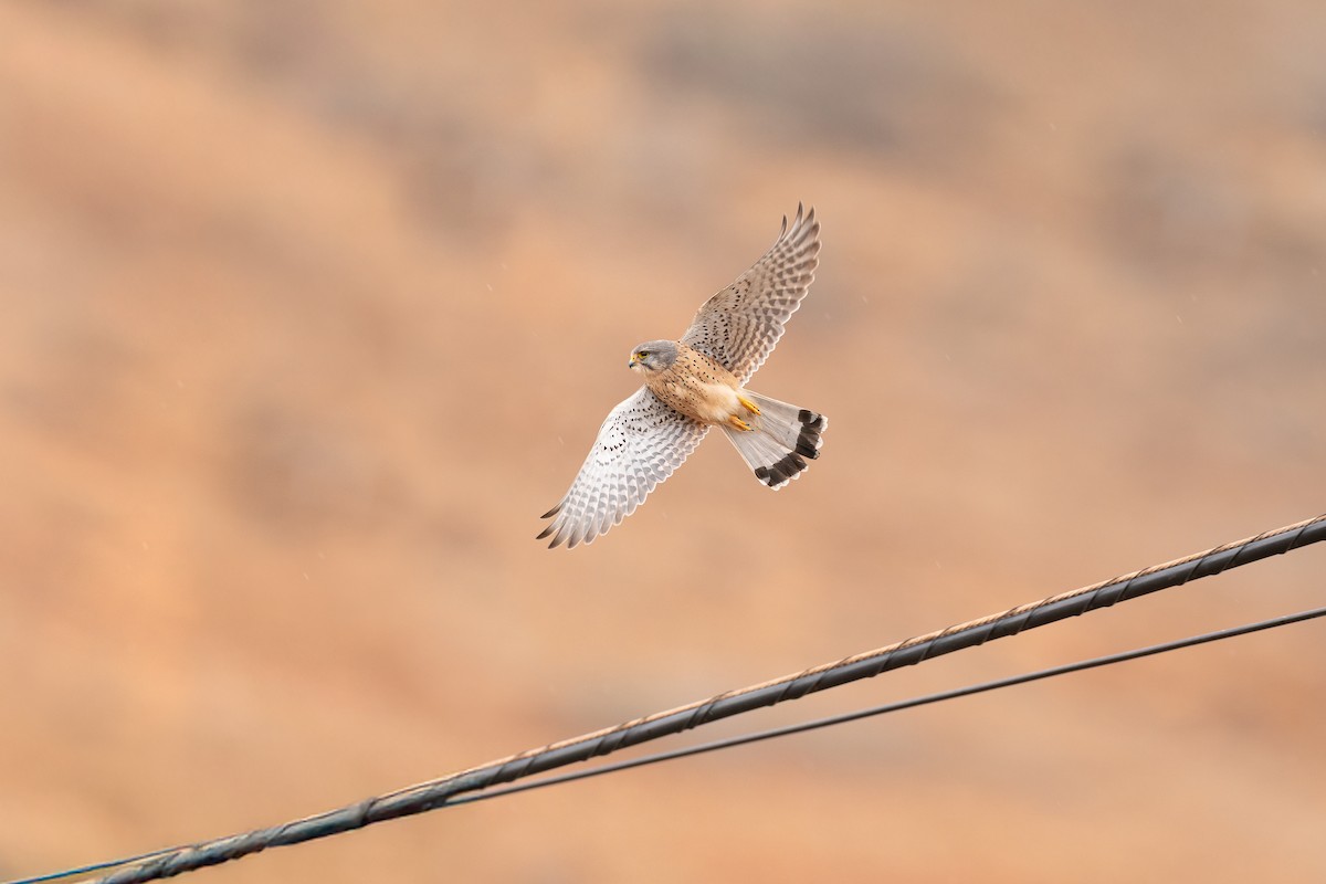 Eurasian Kestrel (Canary Is.) - ML639864928