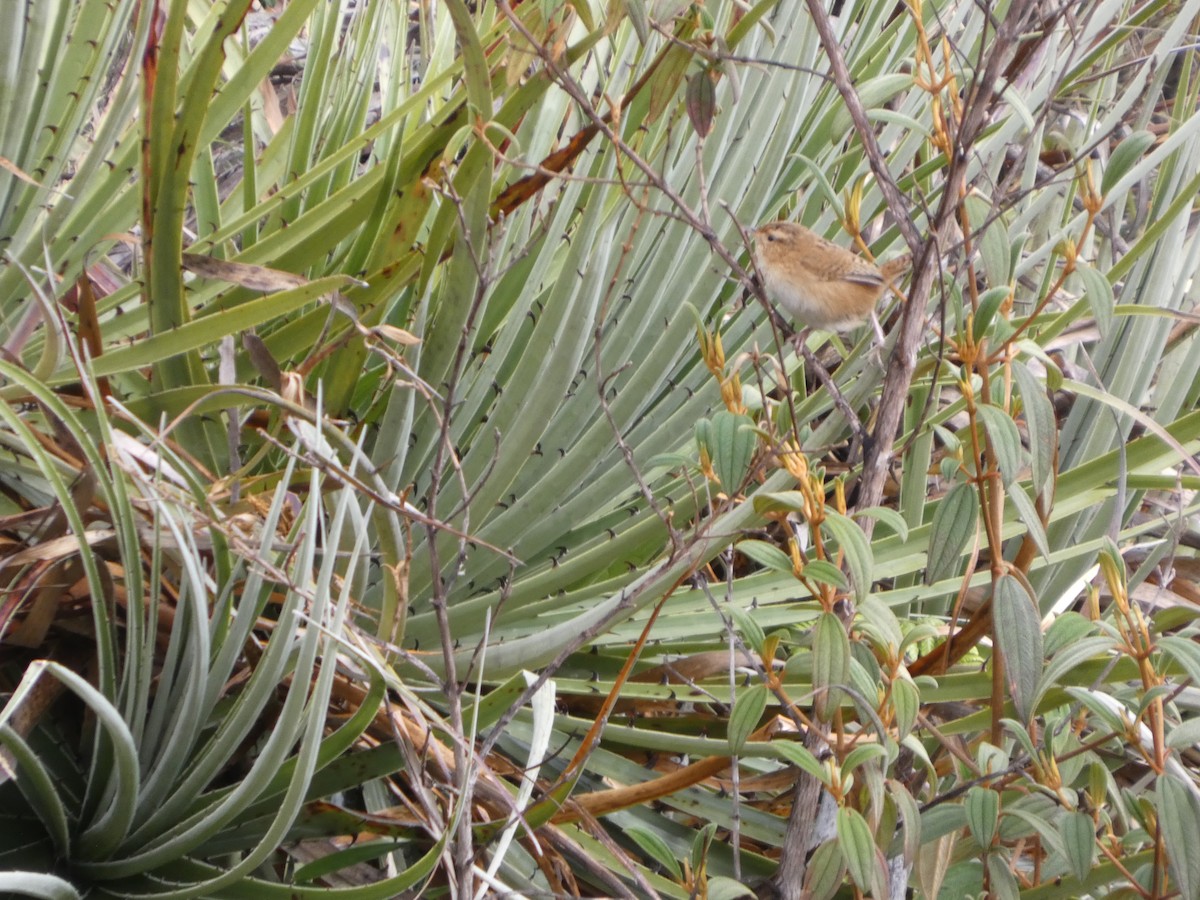 Grass Wren - ML639864980