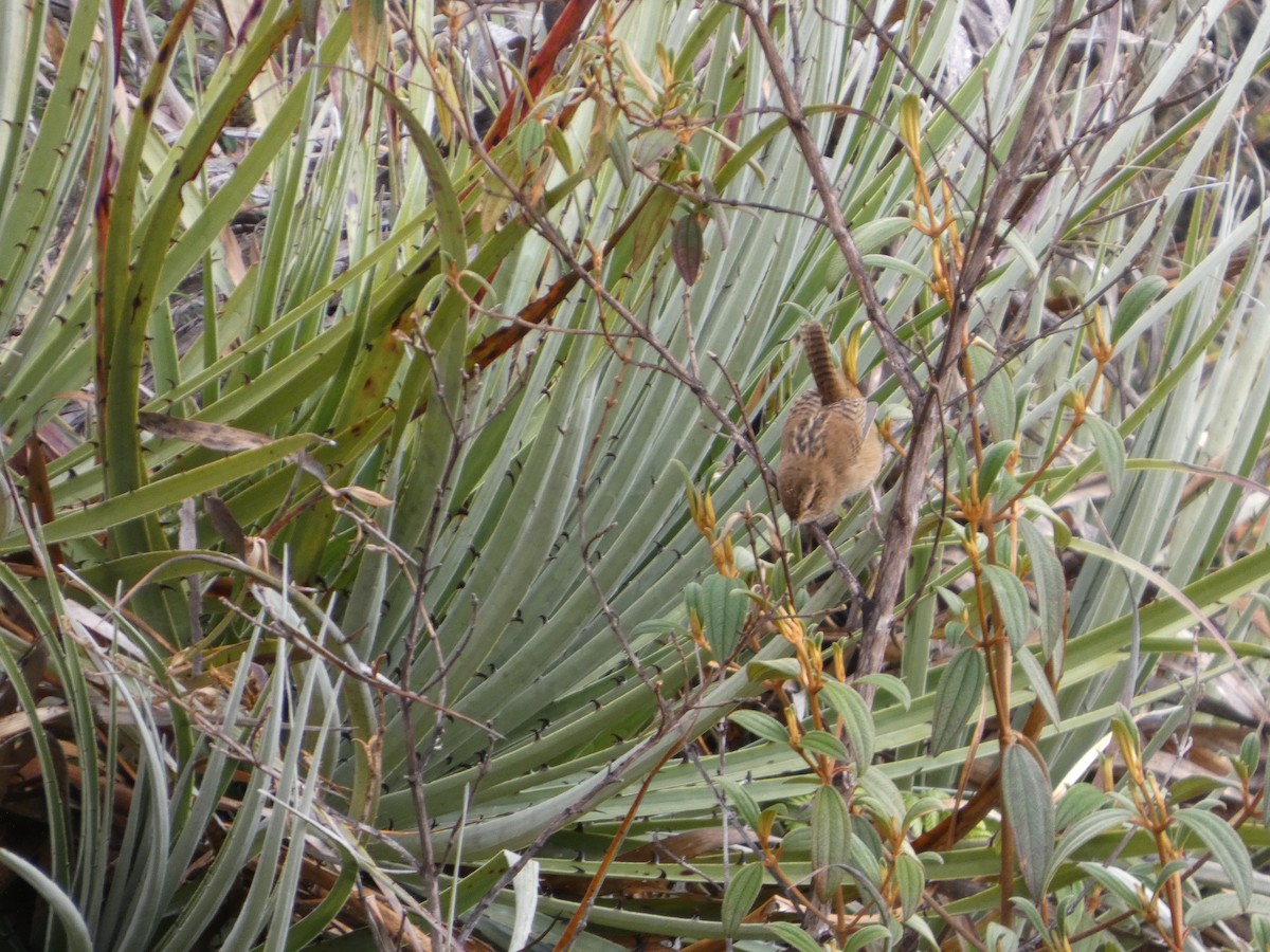 Grass Wren - ML639864992