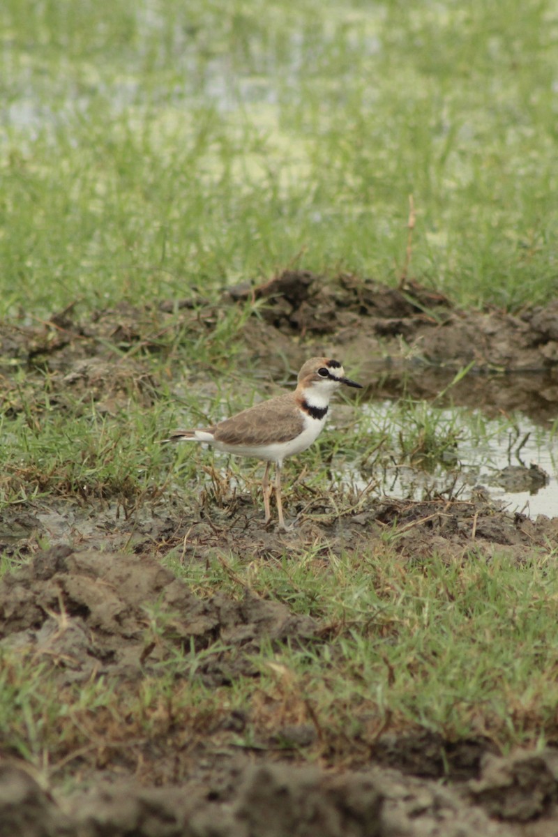 Collared Plover - ML639865124