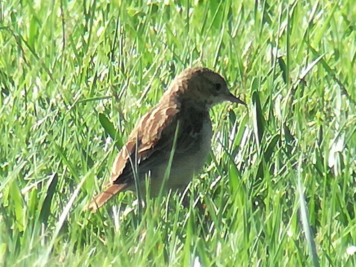 Richard's Pipit - ML639865126