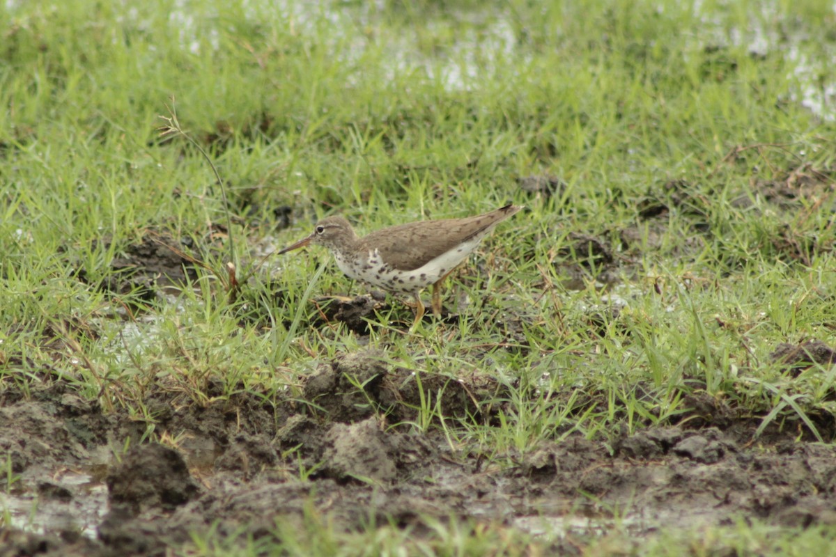 Spotted Sandpiper - ML639865140
