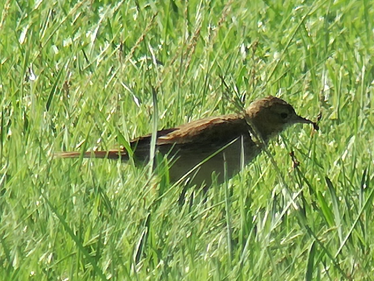 Richard's Pipit - ML639865151
