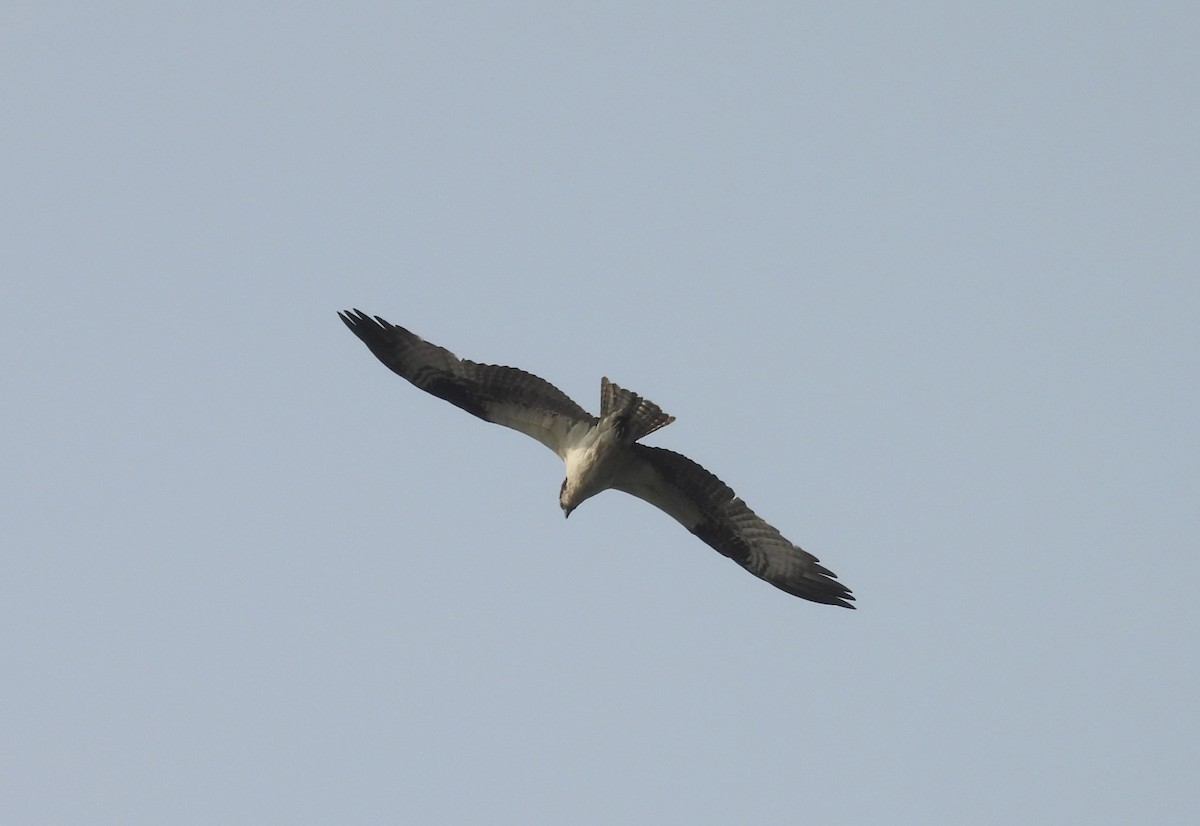 Águila Pescadora - ML639865152