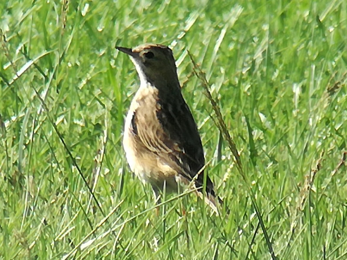 Richard's Pipit - ML639865154
