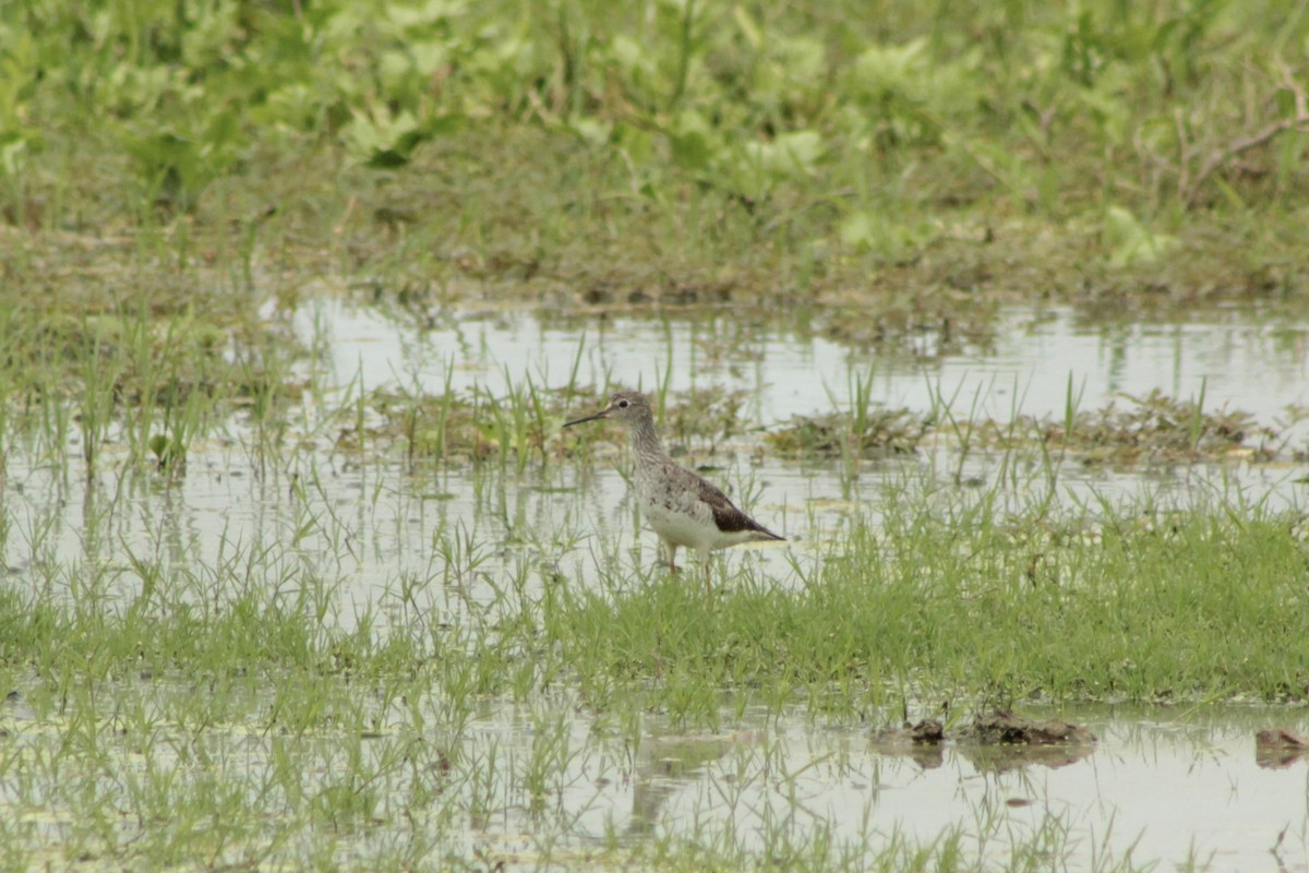 Lesser Yellowlegs - ML639865155