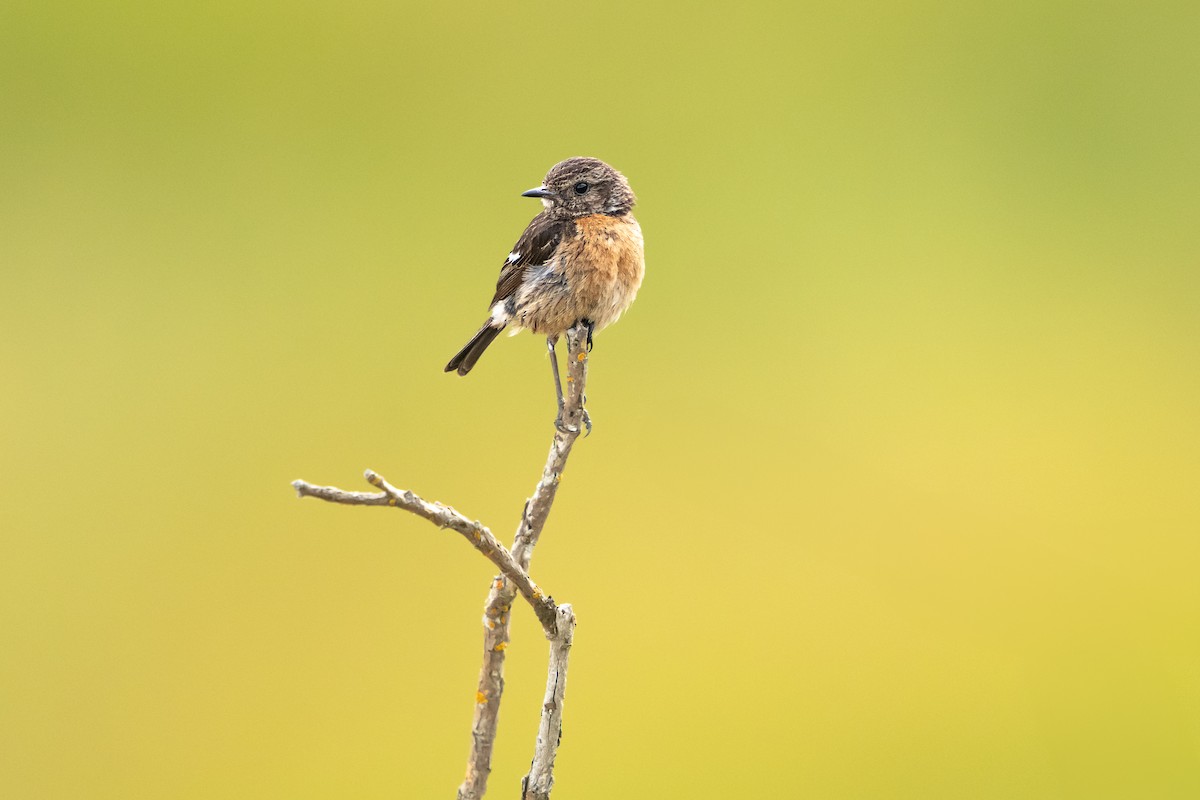 European Stonechat - ML639865156