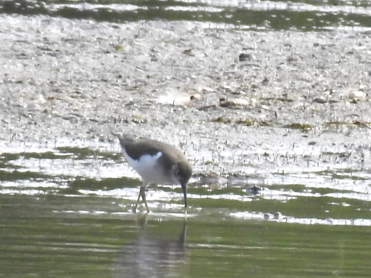 Spotted Sandpiper - ML639865159
