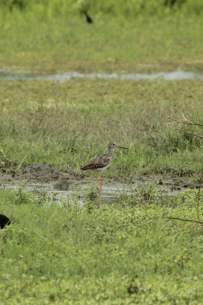 Greater Yellowlegs - ML639865161