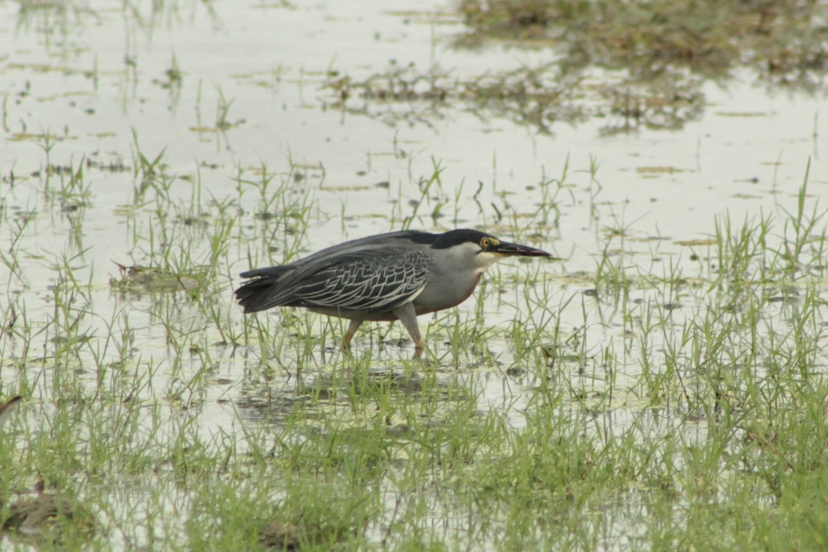 Striated Heron - ML639865191