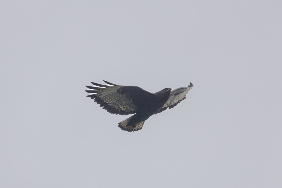 Augur Buzzard - ML639865210