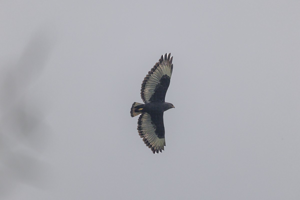 Augur Buzzard - ML639865211
