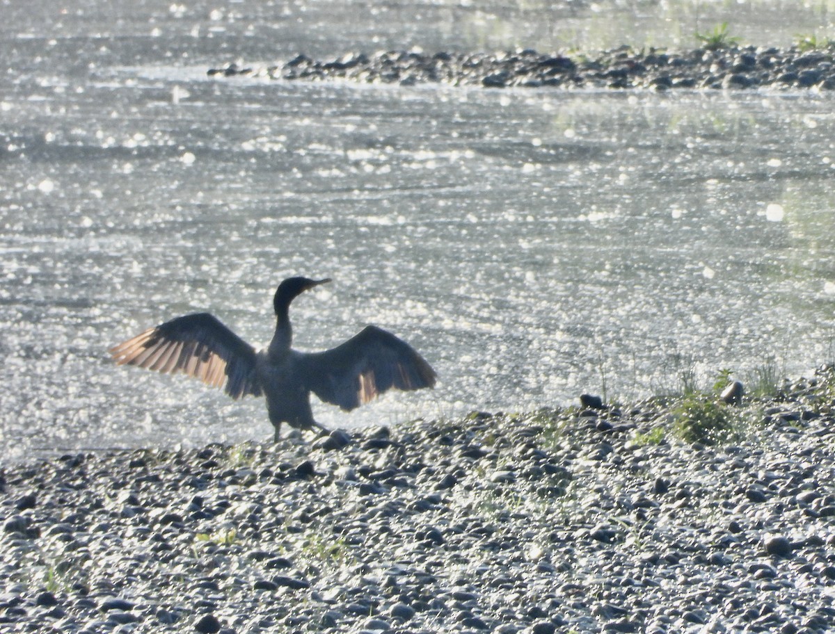 Double-crested Cormorant - ML639865212