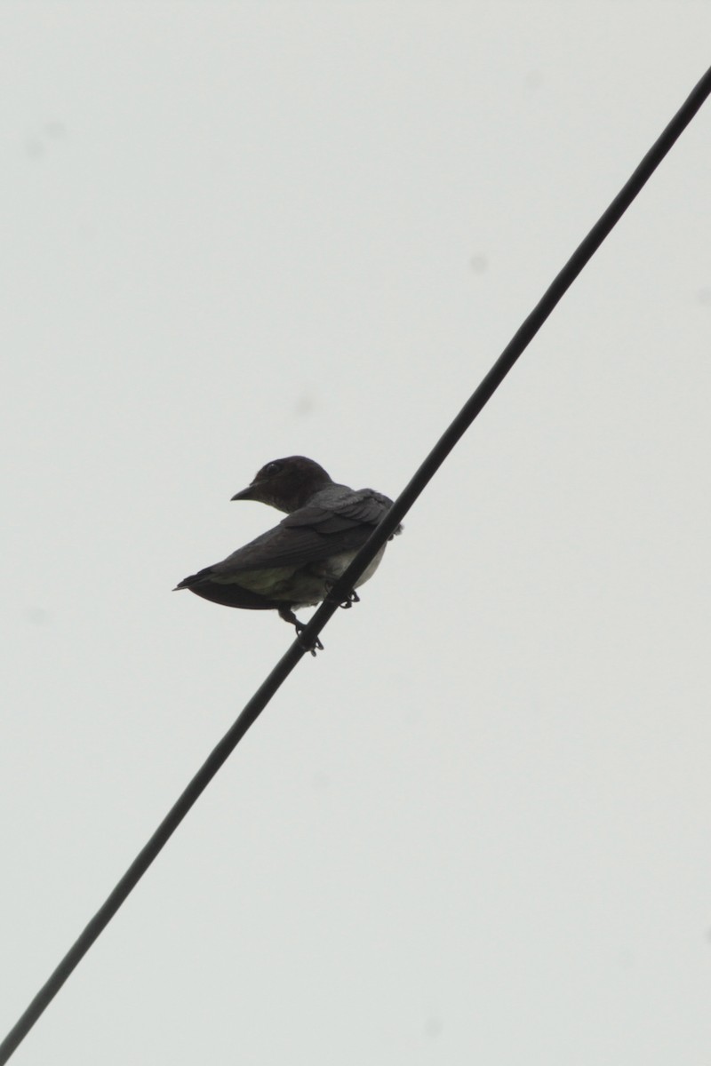 Gray-breasted Martin - ML639865216