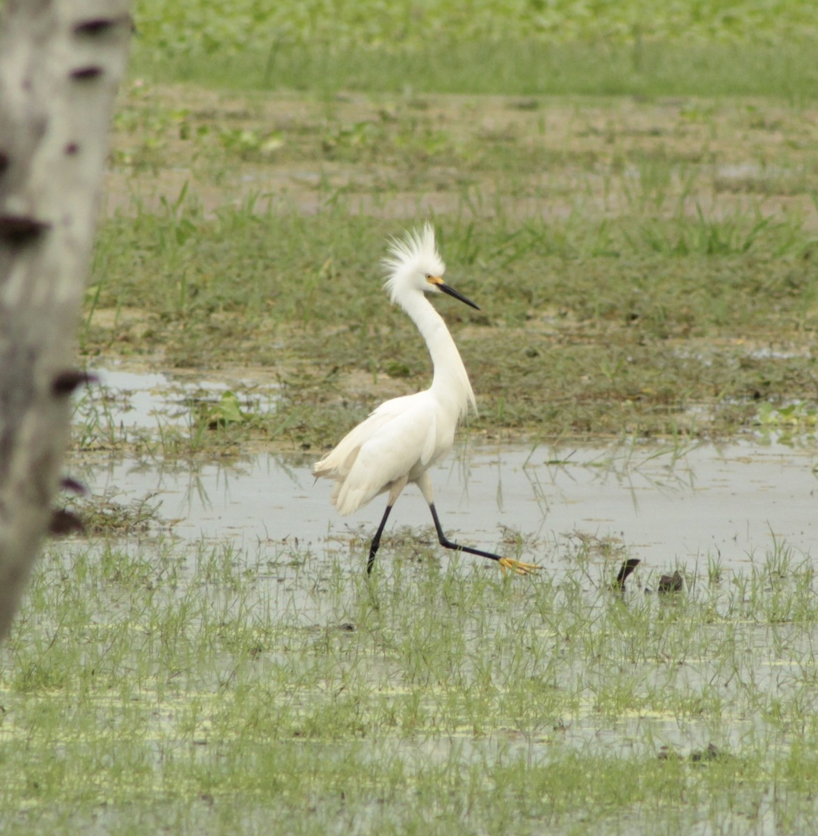 Snowy Egret - ML639865296