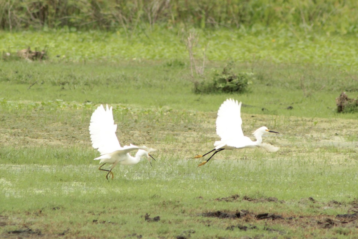 Snowy Egret - ML639865297
