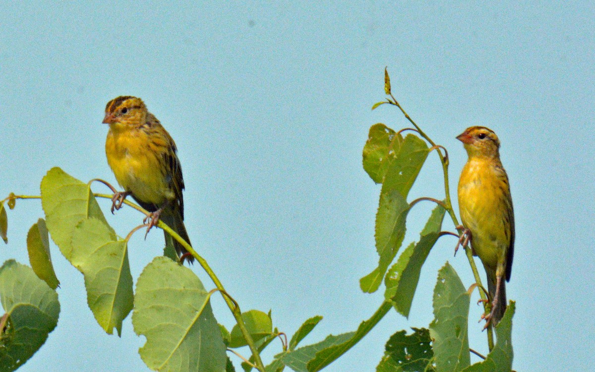 Bobolink - ML639865376