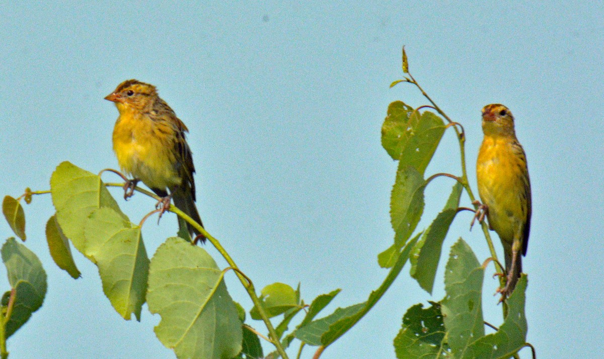 Bobolink - ML639865379