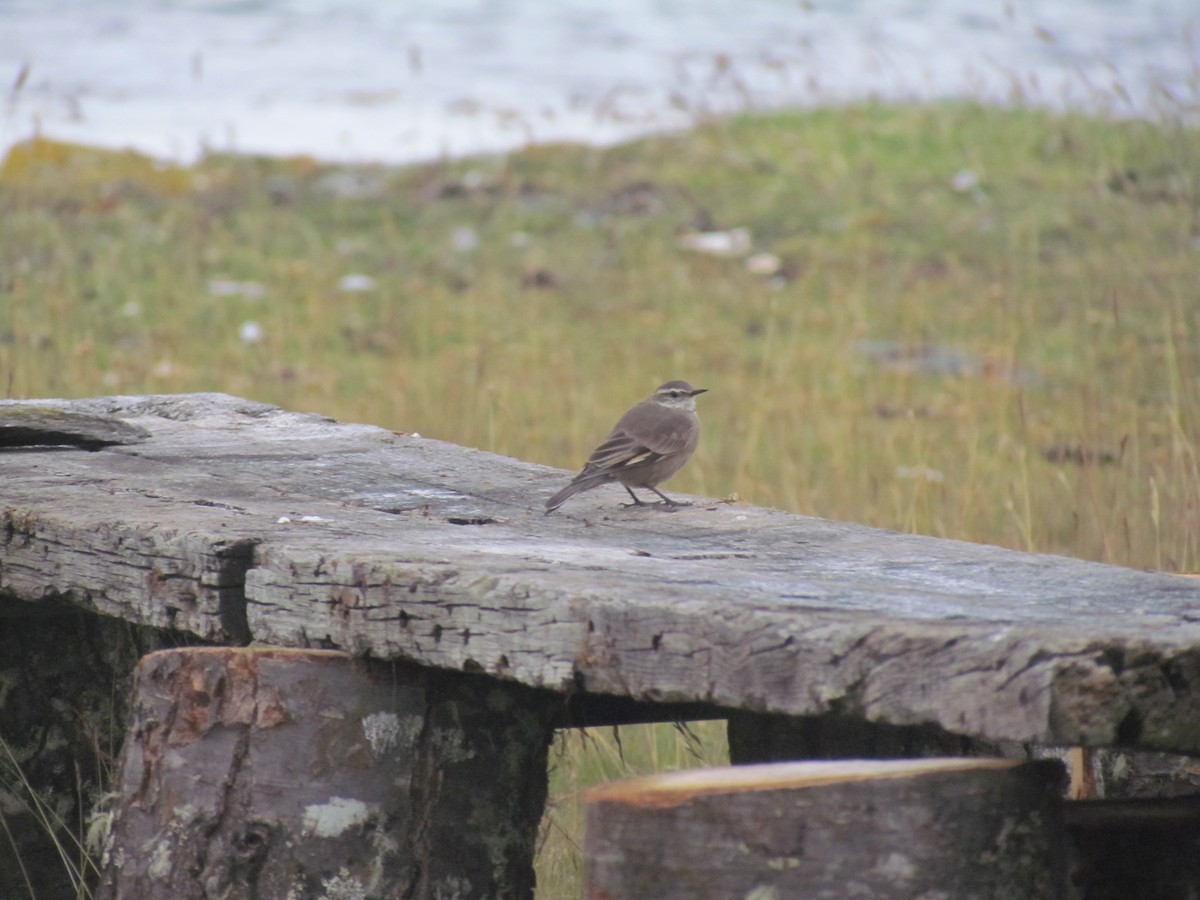 Buff-winged Cinclodes - ML639865397