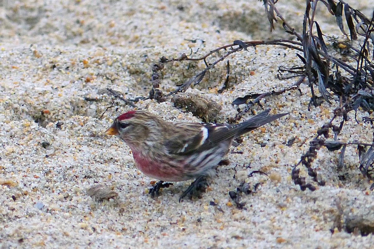 Redpoll (Common) - ML639865473