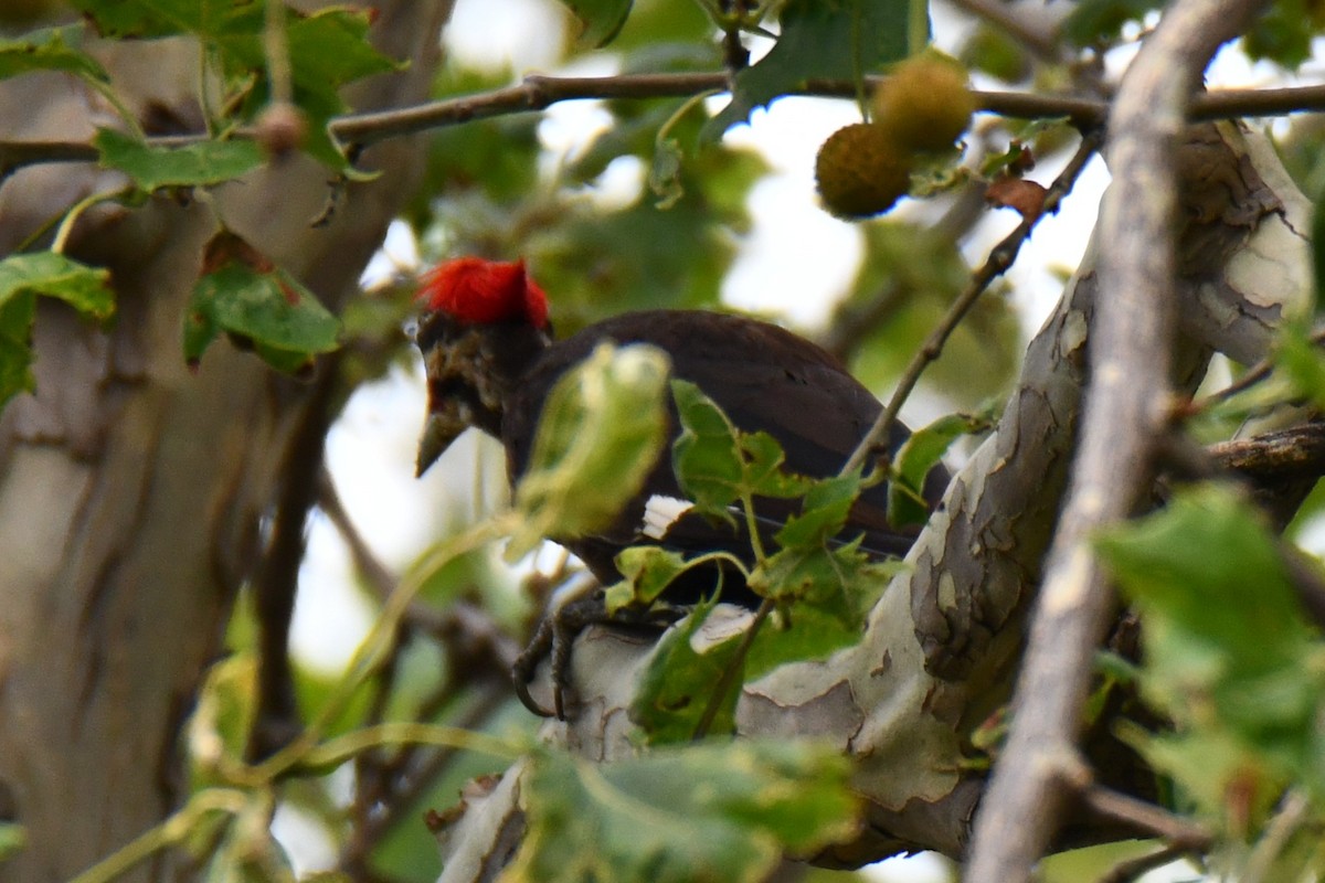 Pileated Woodpecker - ML639865509