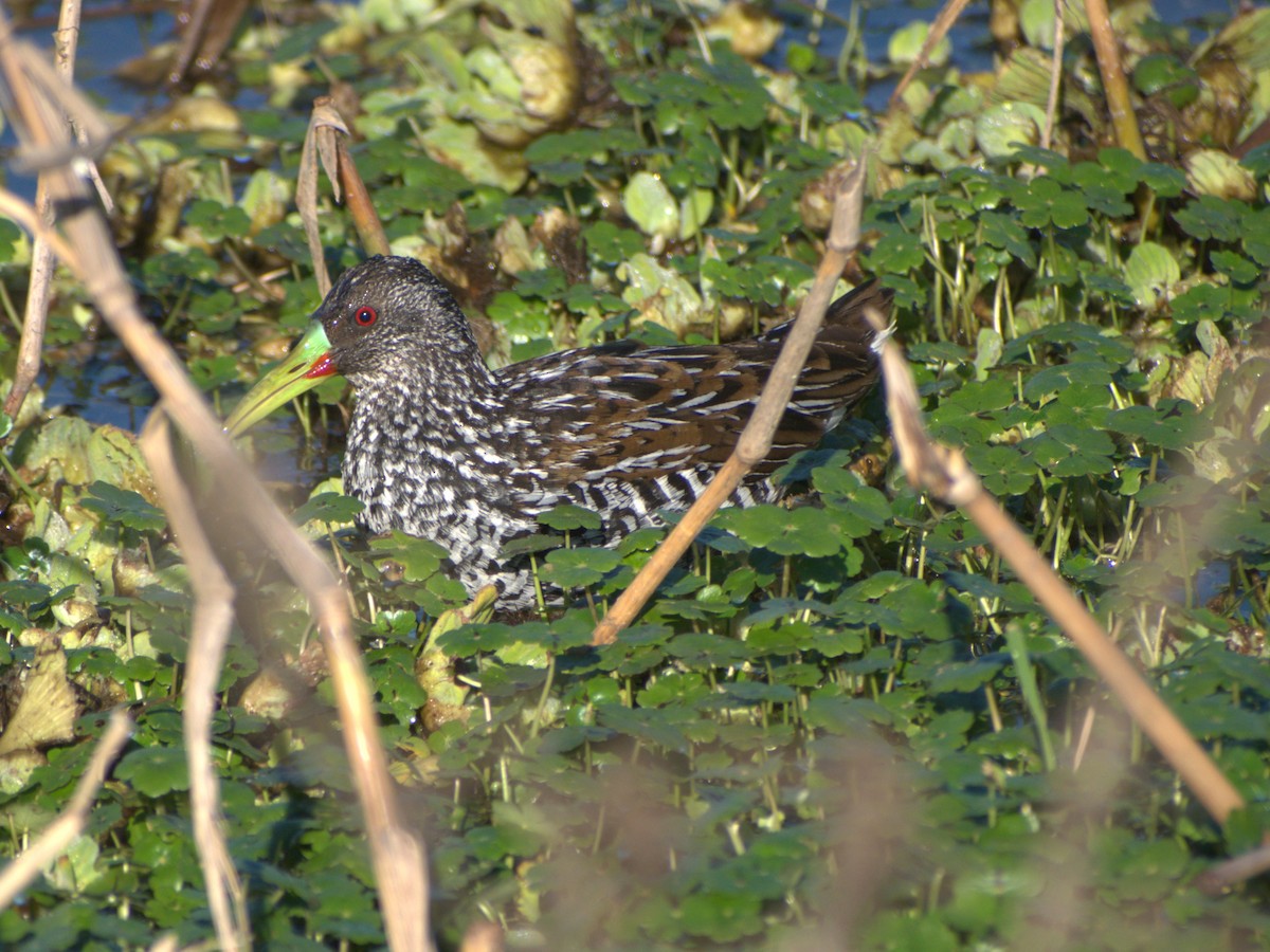 Spotted Rail - ML639865525