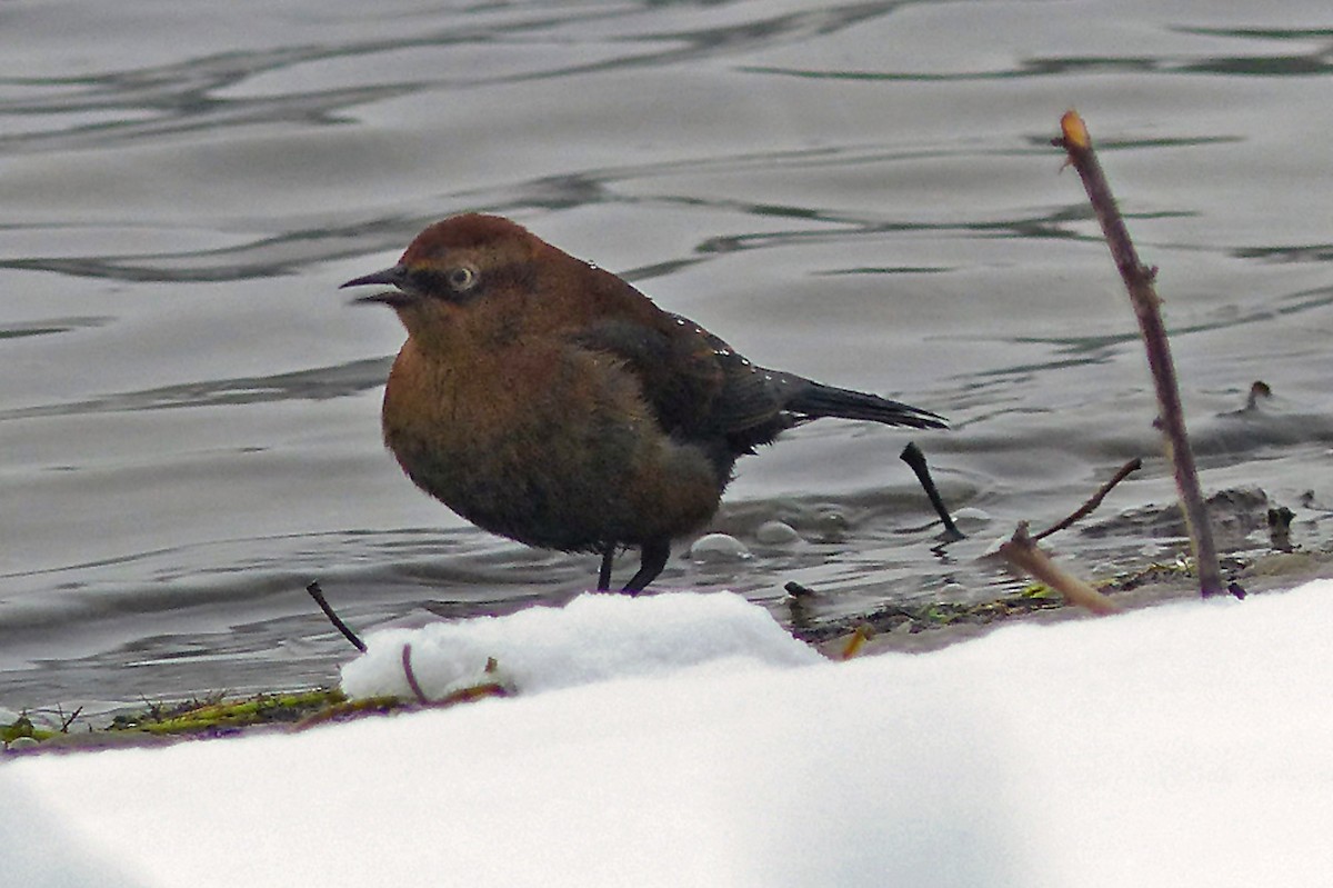 Rusty Blackbird - ML639865570