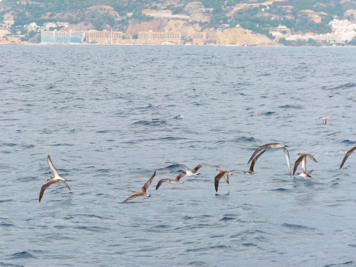 Berta maggiore - ML639865571